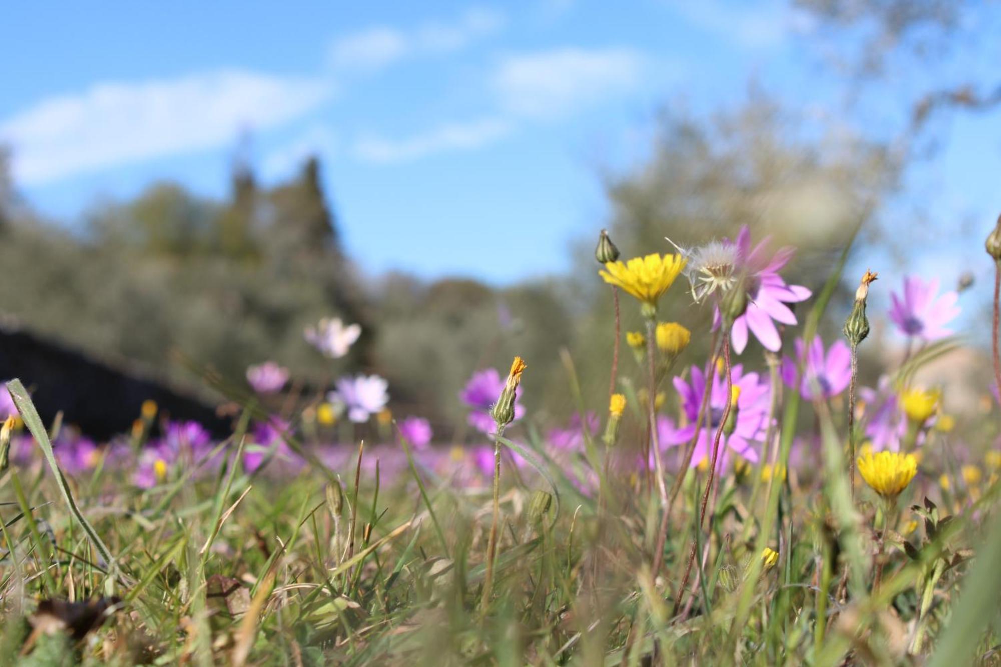 Agriturismo Il Caggio Sovicille Eksteriør bilde