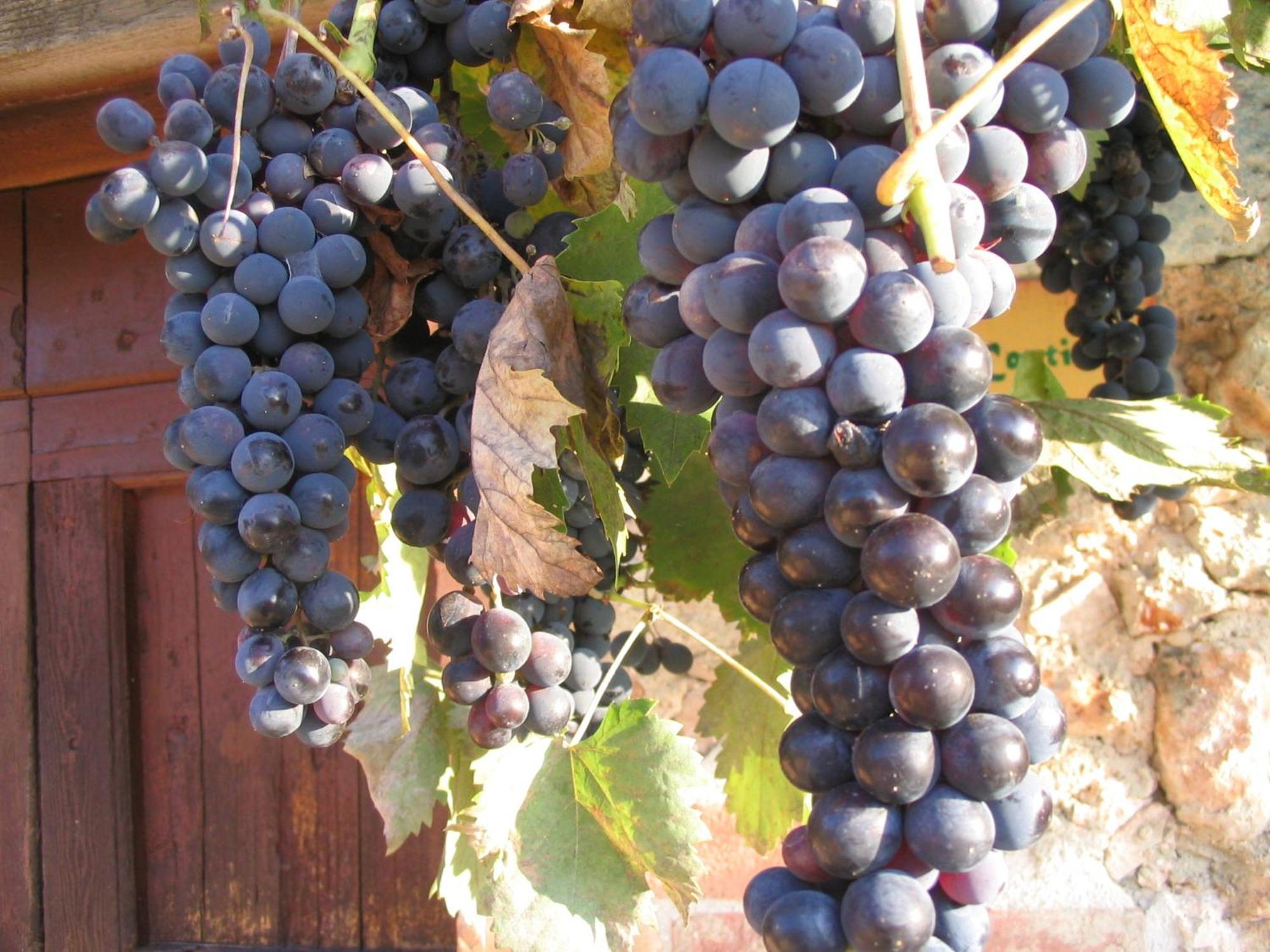Agriturismo Il Caggio Sovicille Eksteriør bilde